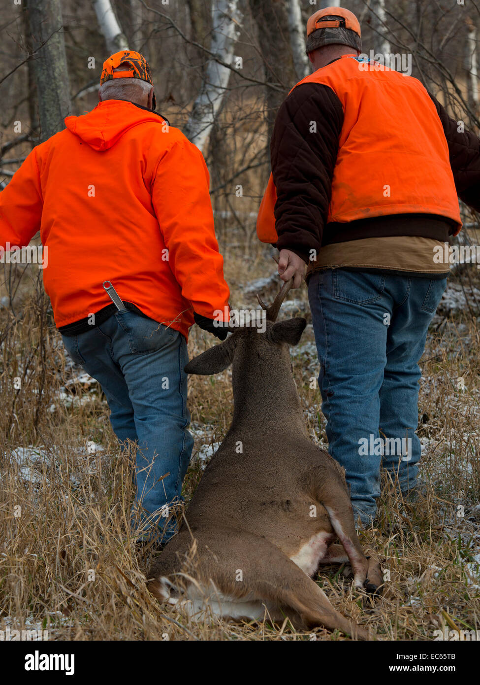 Whitetail deer buck november hi-res stock photography and images - Alamy