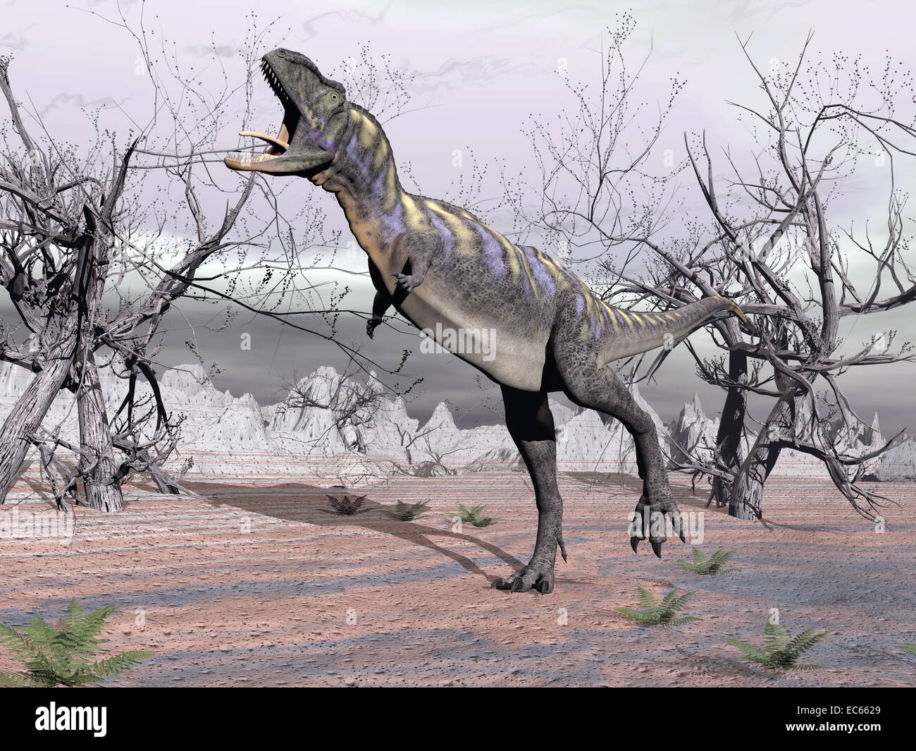 Aucasaurus dinosaur walking and roaring in the desert by cloudy day Stock Photo