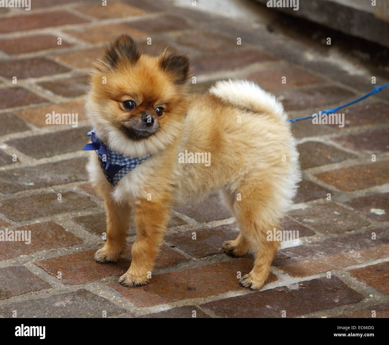 Baby chow-chow standing in the street while looking away Stock Photo