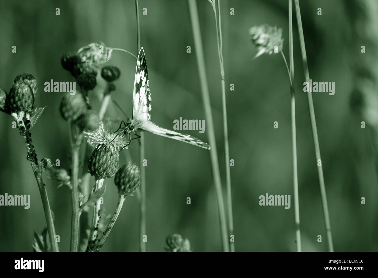 Wildlife flora and fauna hi-res stock photography and images - Alamy
