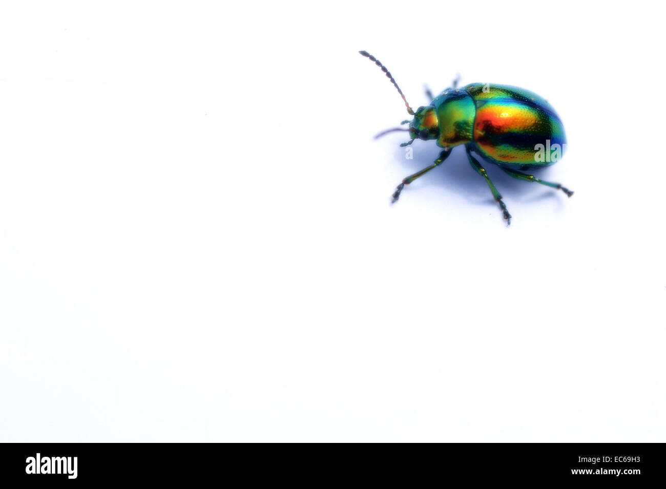 Colored beetle Stock Photo