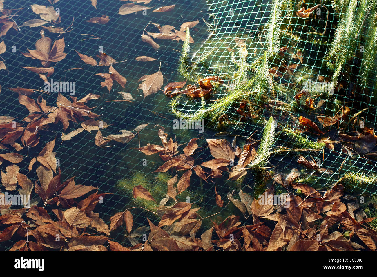 Pond leaves net hires stock photography and images Alamy