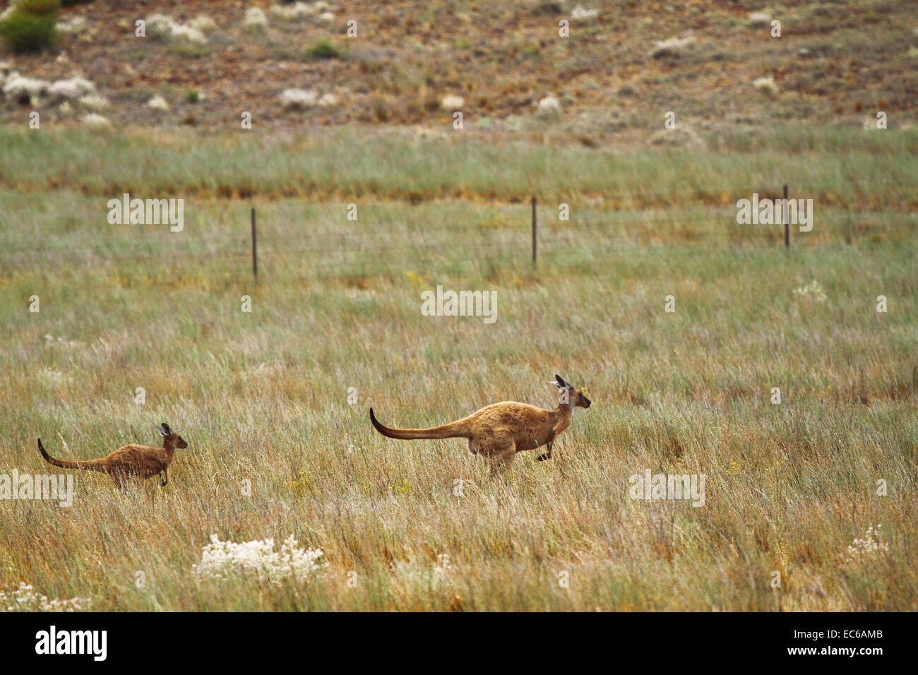 A mother and joey kangaroo bound away among pasture grass on a hill at Fraser Range Sheep Station, Western Australia. Stock Photo
