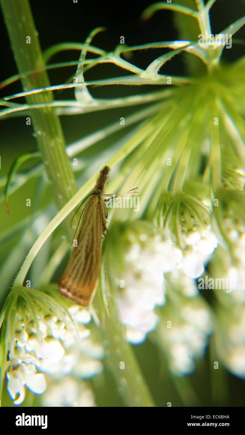 Moth between umbels Stock Photo