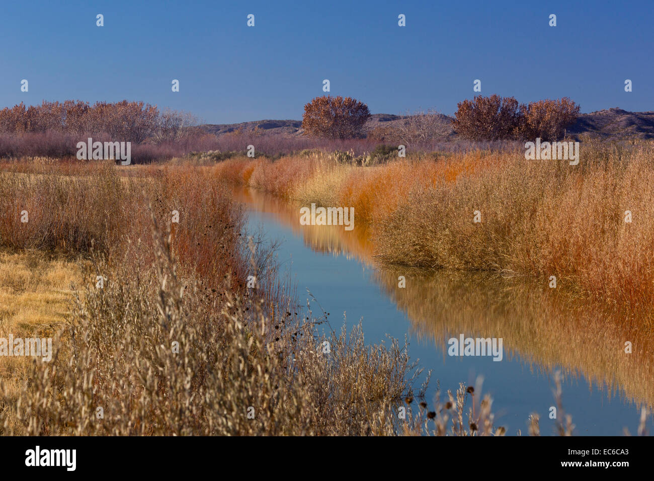 Good, active strategies of water and land management bring autumn color and splendor to Bosque del Apache Stock Photo