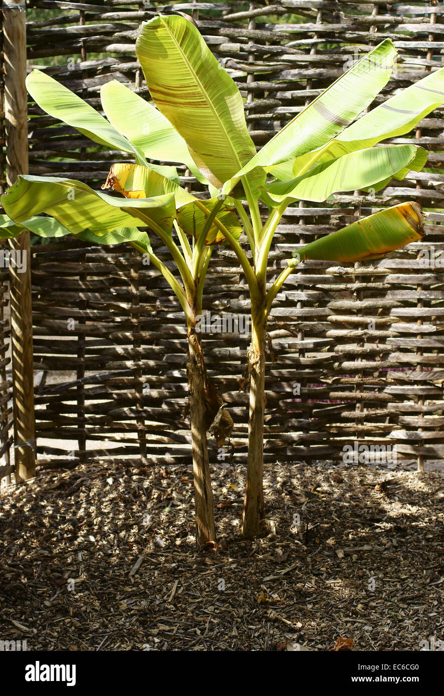 Banana Tree Stock Photo