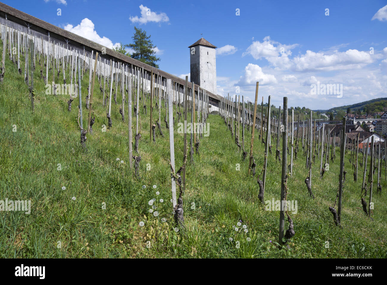 Rebberg, vineyard and Fortress Munot, Schaffhausen, High Rhine, Canton of Schaffhausen, Switzerland, Europe Stock Photo
