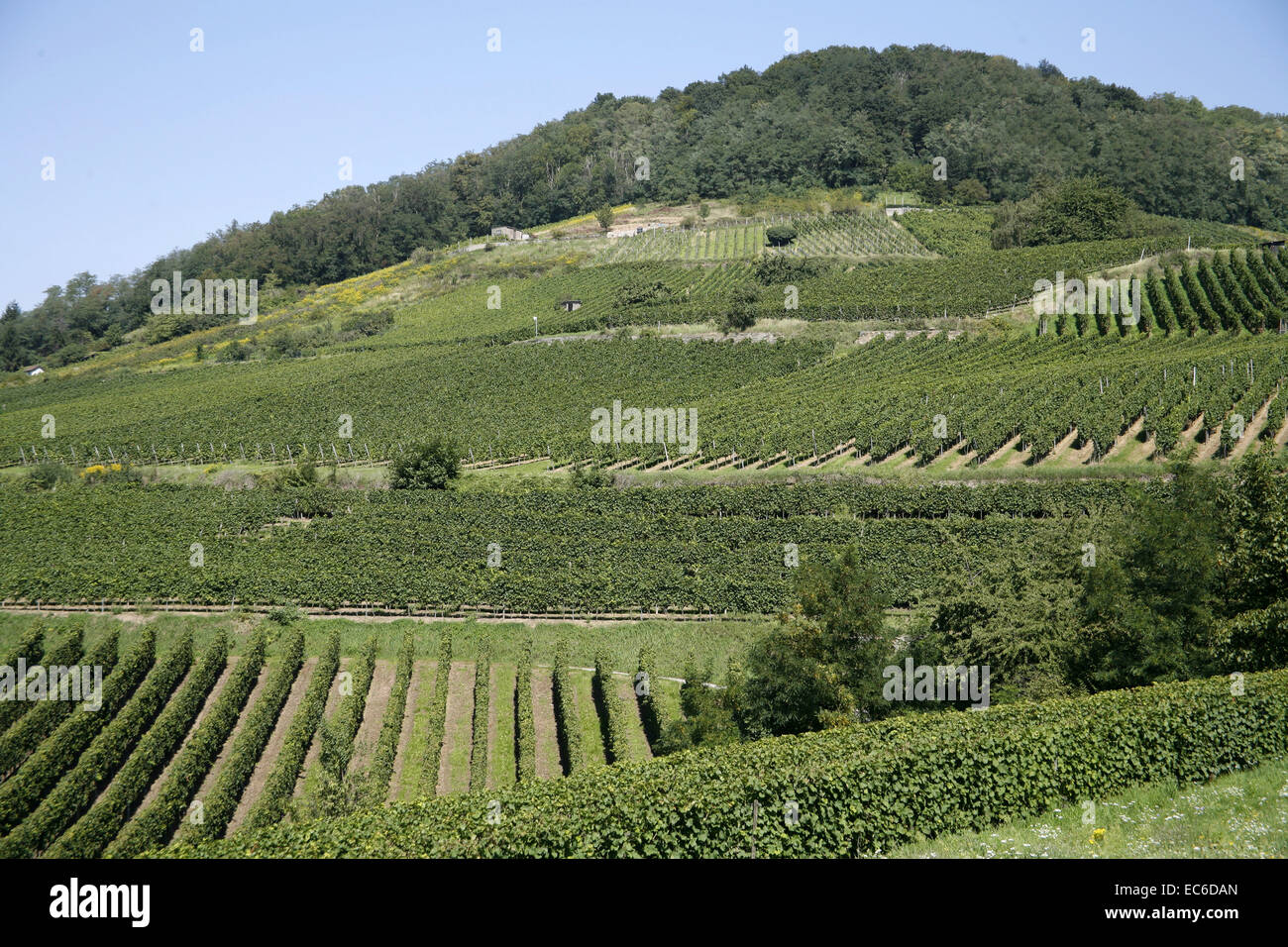 wine in franconia Stock Photo