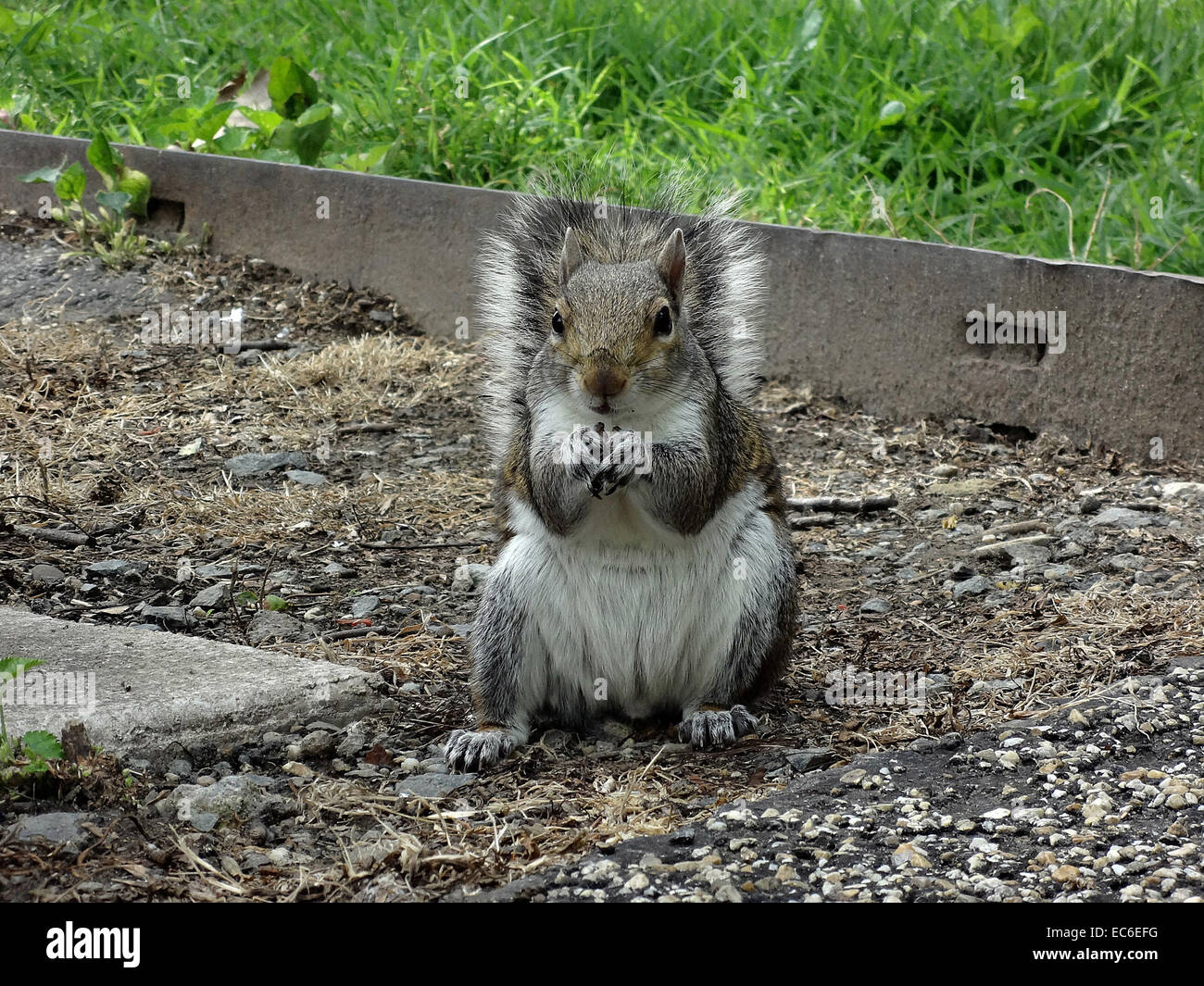 SQIRREL ON CRAVEL Stock Photo - Alamy