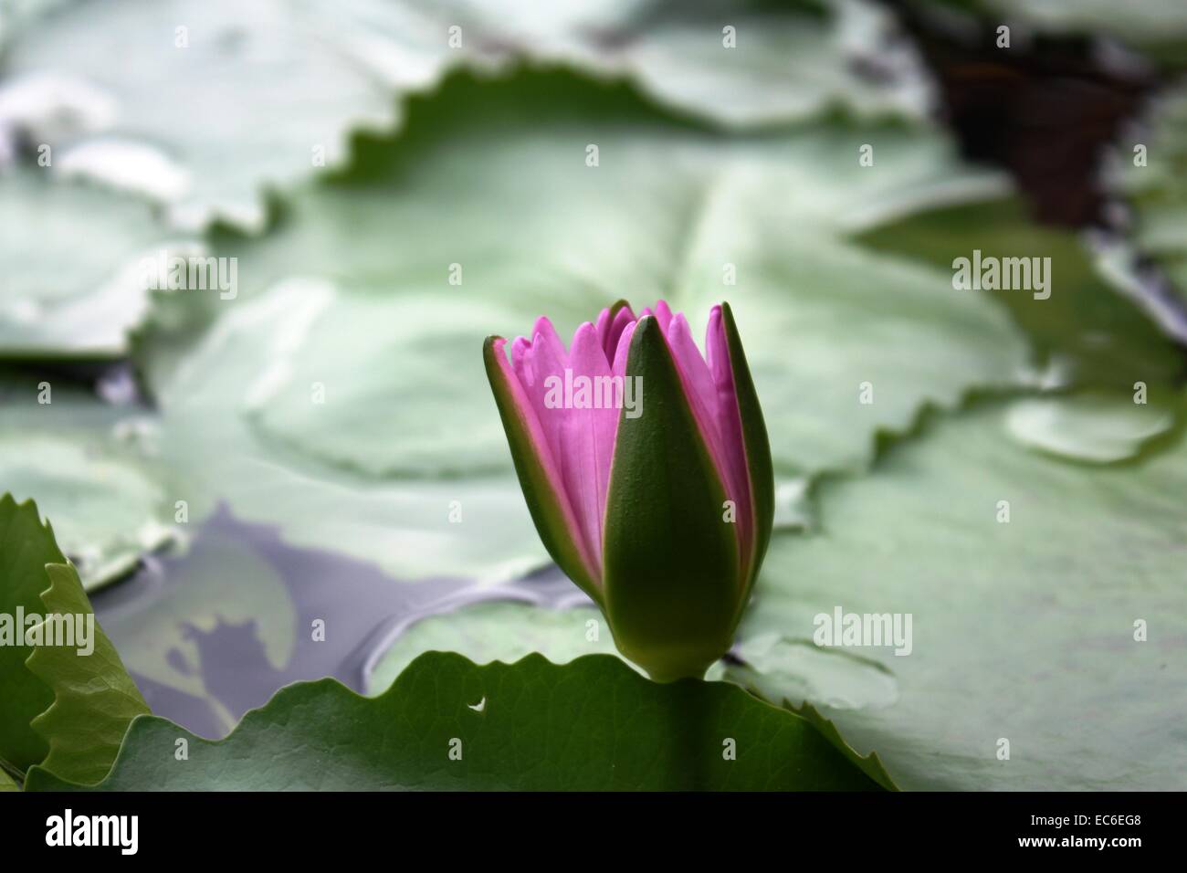 Water Flower Stock Photo