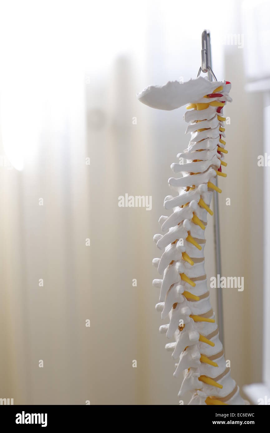spine orthopedics Stock Photo