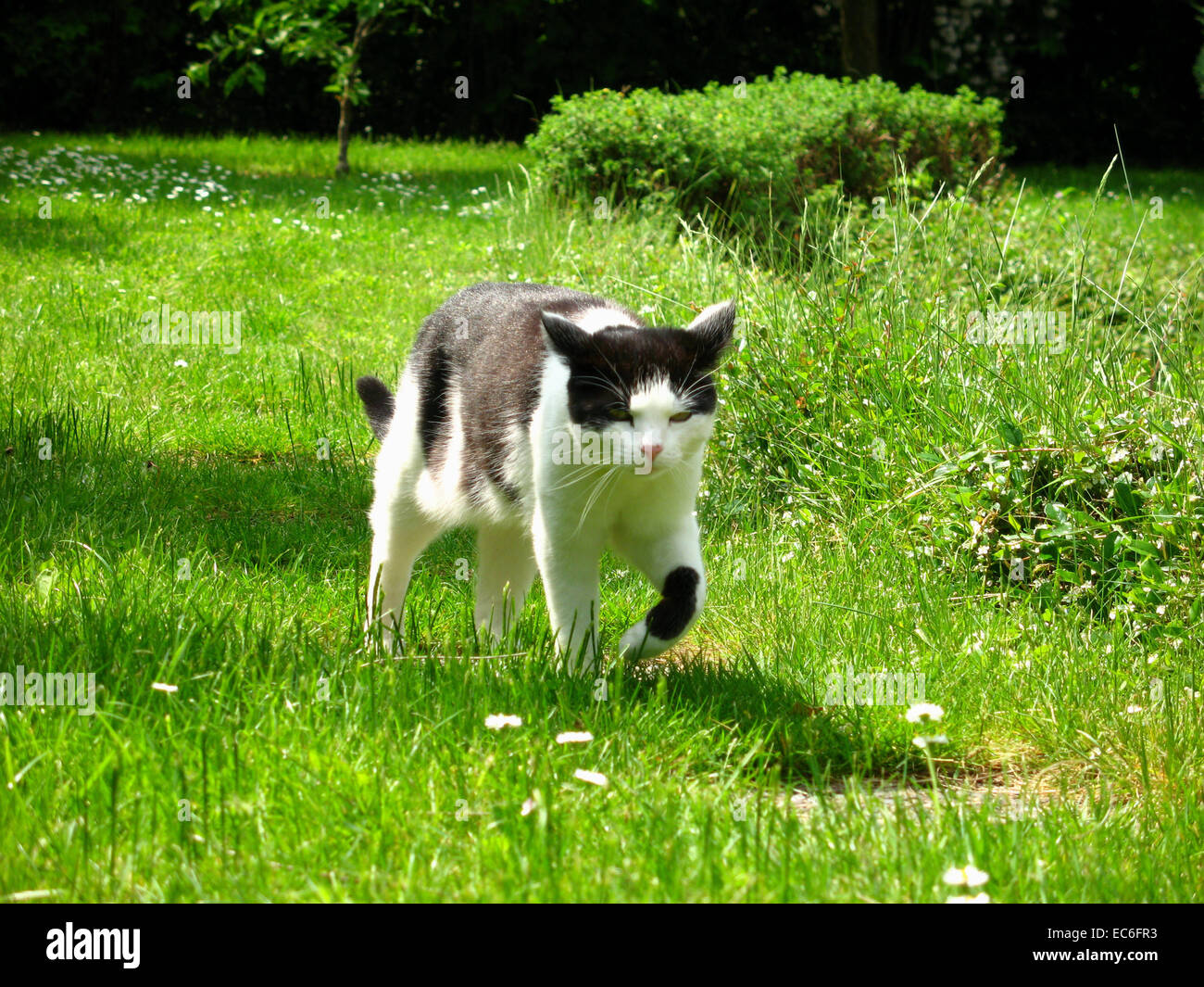 Cat in the garden Stock Photo - Alamy