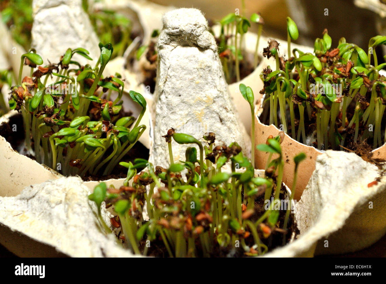 cress in egg carton Stock Photo - Alamy