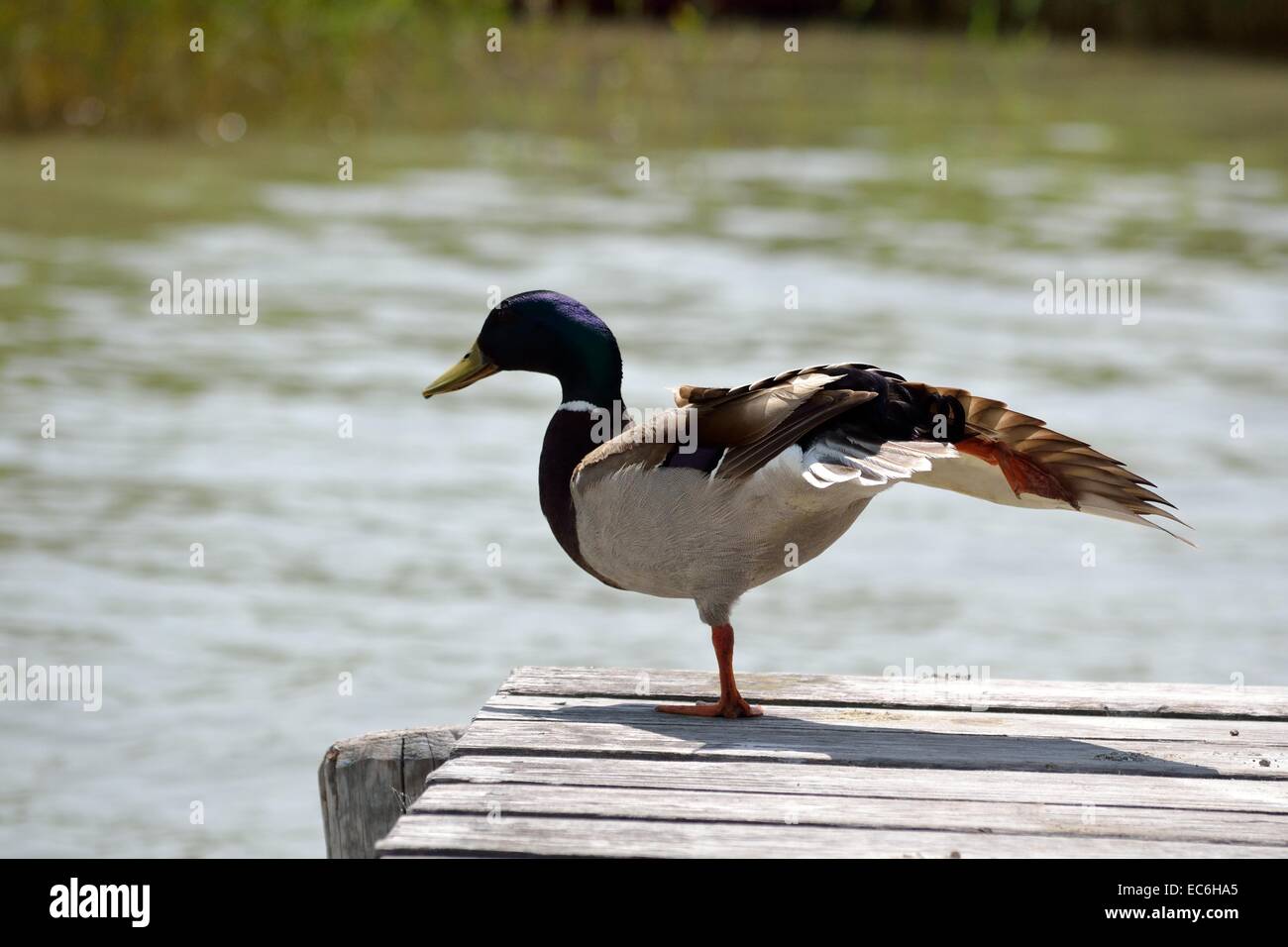 Duck standing on one leg Stock Photo Alamy