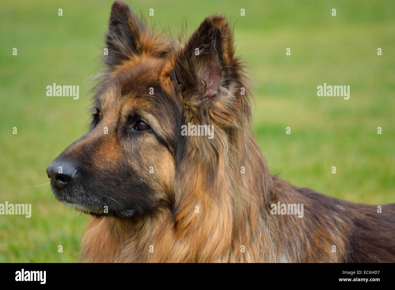 vigilant Long Hair German Shepherd Stock Photo