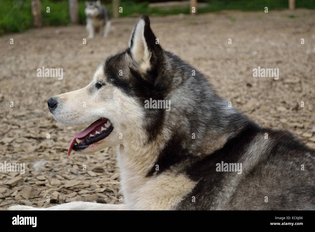 Husky panting Clearance