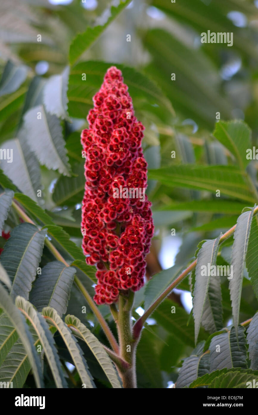 Blossom of staghorn sumac Stock Photo