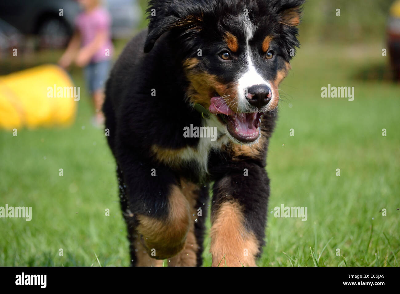 little Bernese Mountain dog running on the lawn Stock Photo Alamy