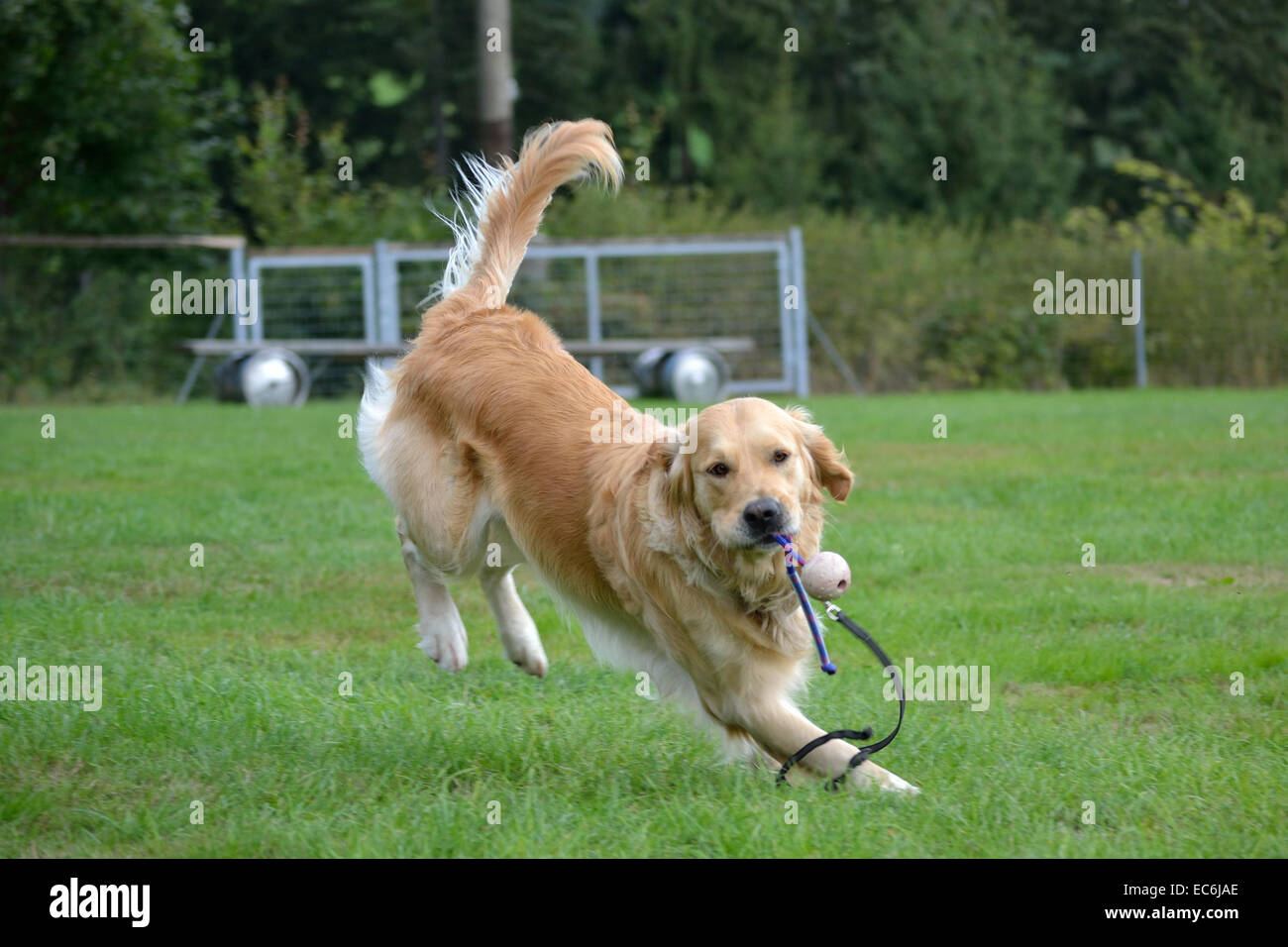 Golden Retriever retrieves ball Stock Photo