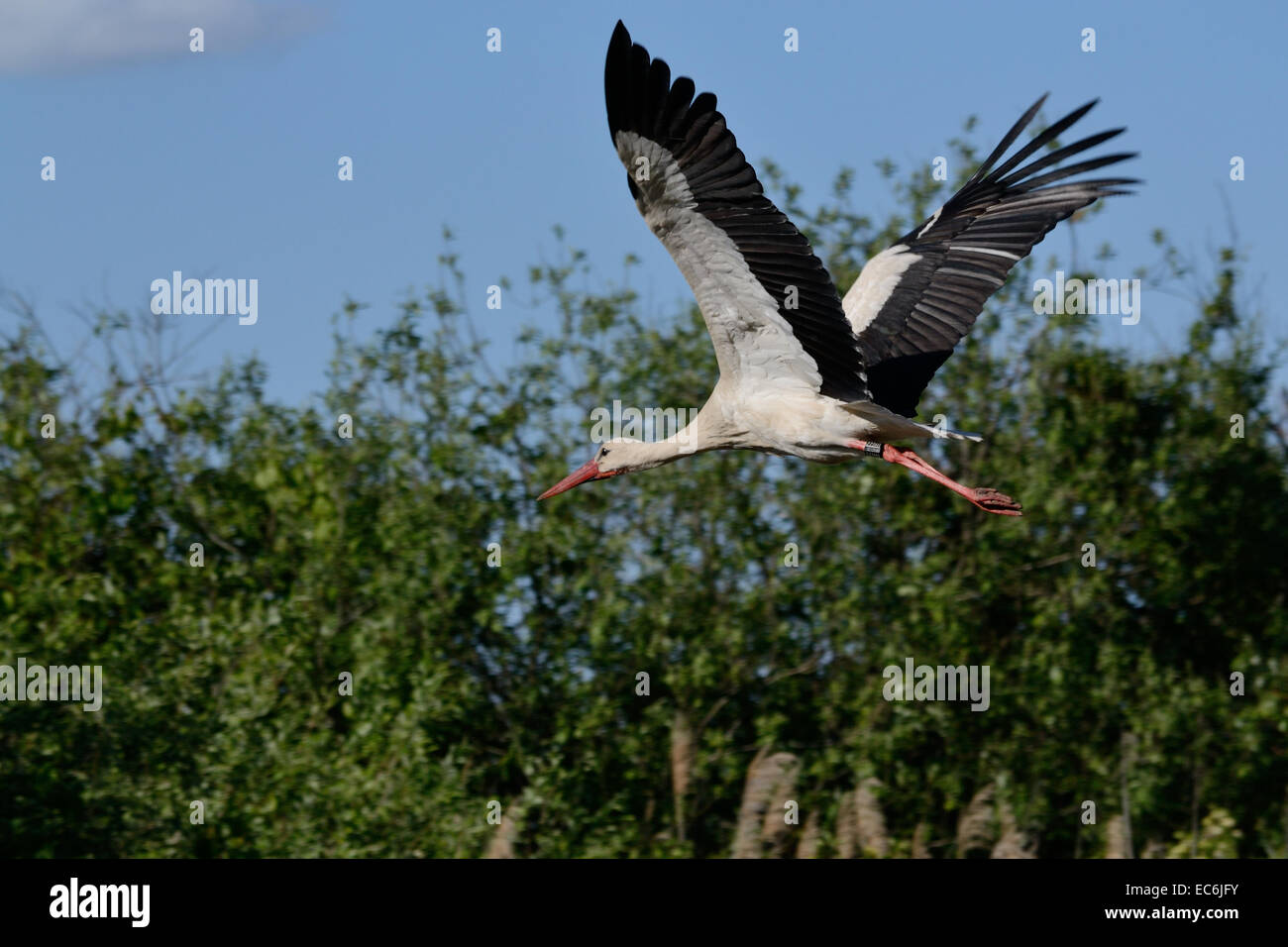 magnificent stork in flight Stock Photo