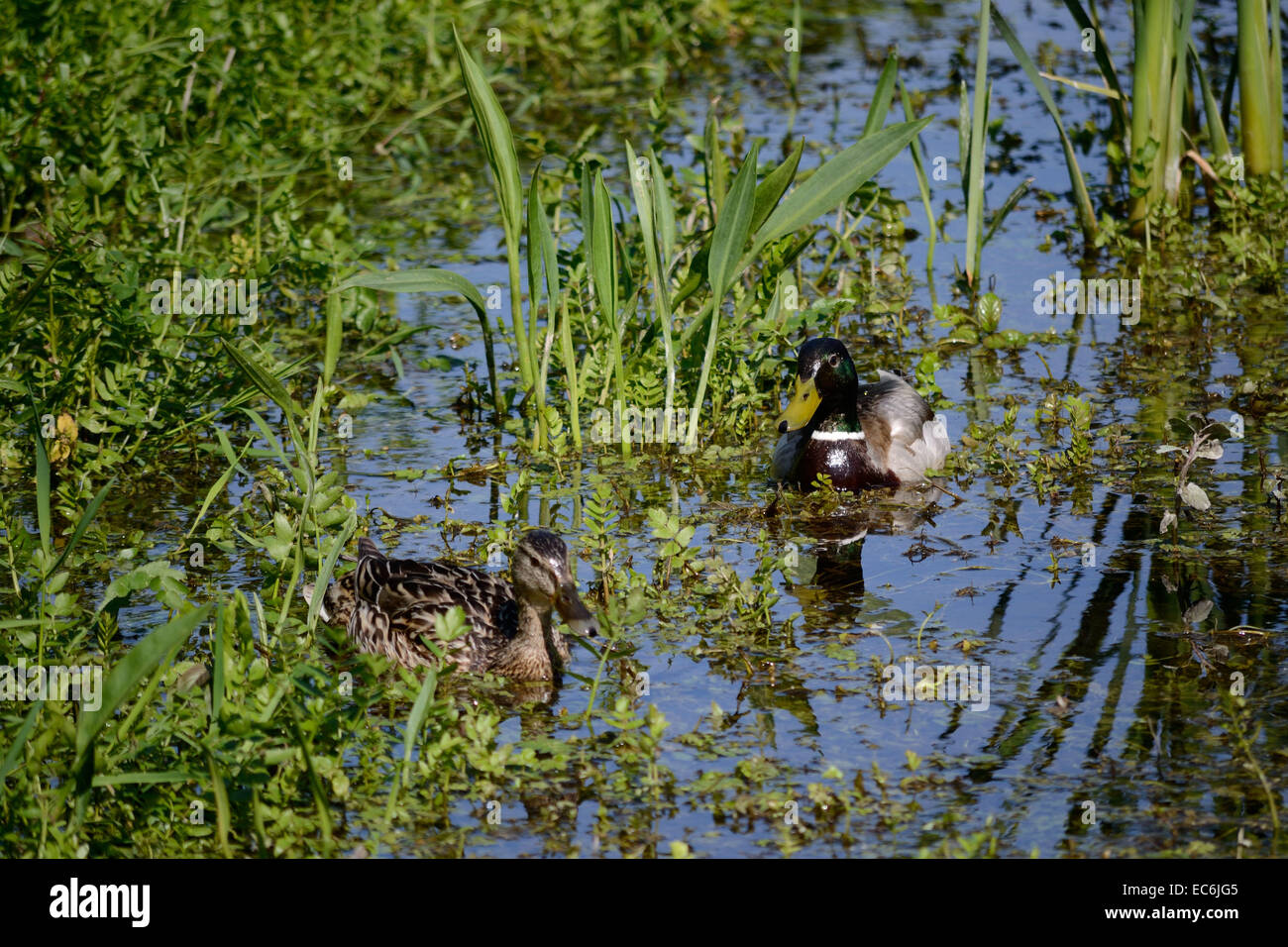 Pair of wild ducks swimming between aquatic plants in the pond Stock