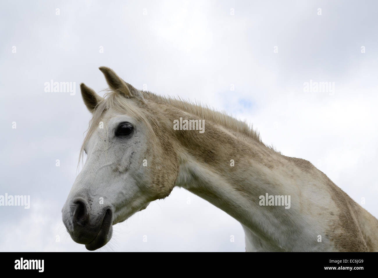 Horse head of a white horse Stock Photo