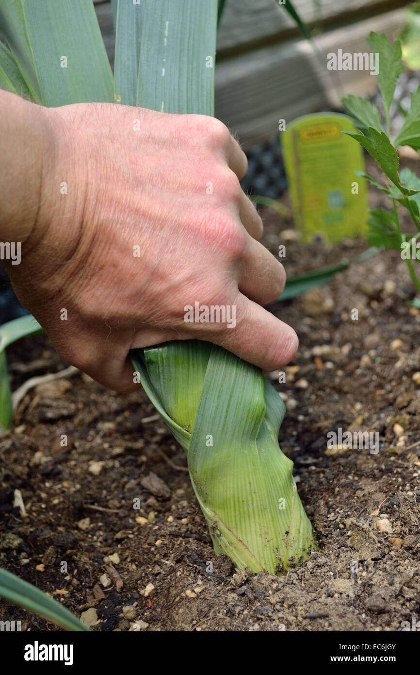 Leeks are harvested in the vegetable garden Stock Photo Alamy