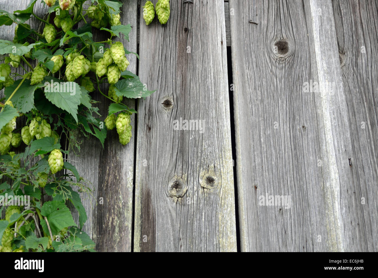 Textfreiraum - Hops fruits on a old wooden wall - copy-space Stock Photo