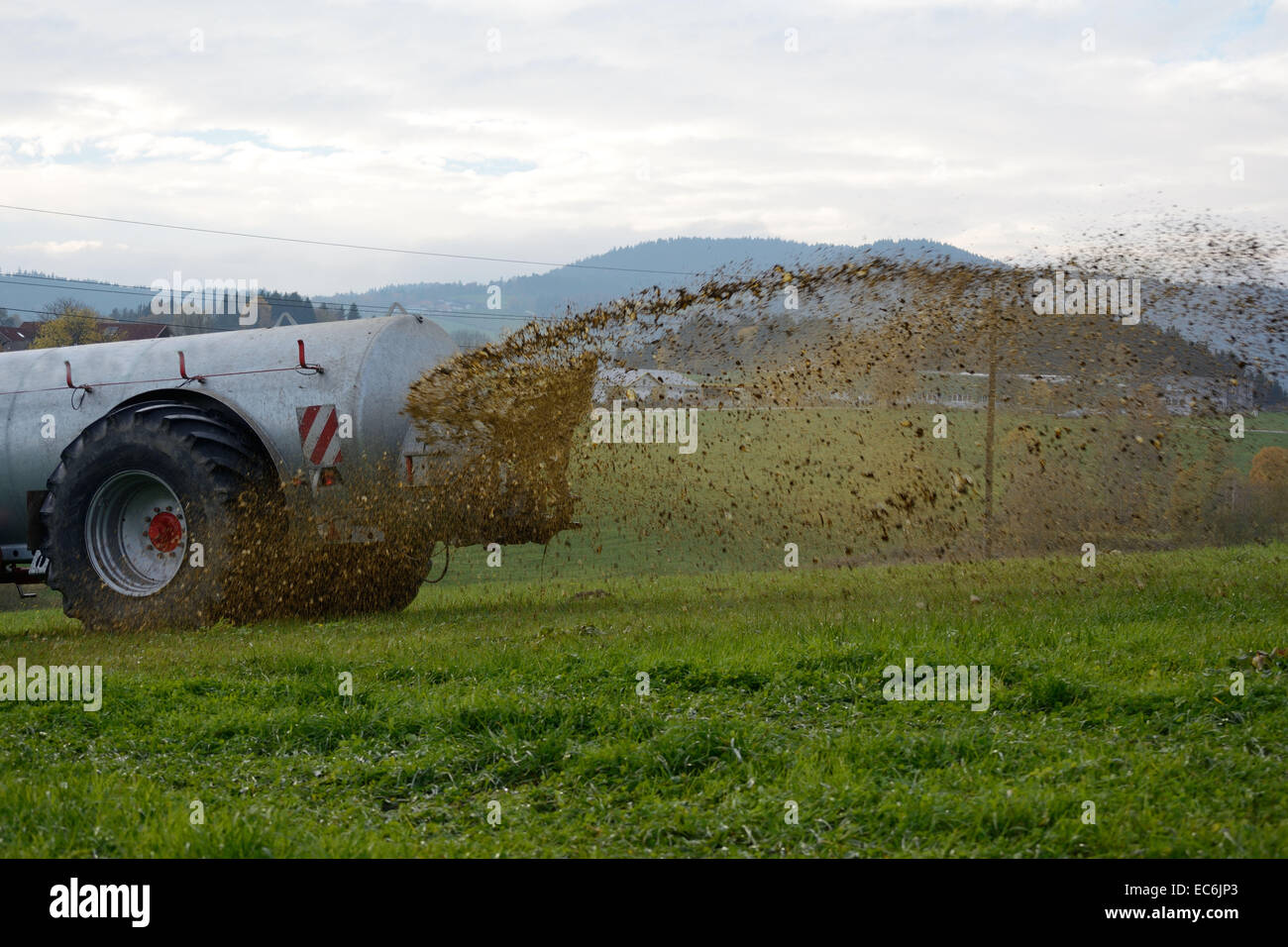 Manure is spread on lawn fertilization Stock Photo