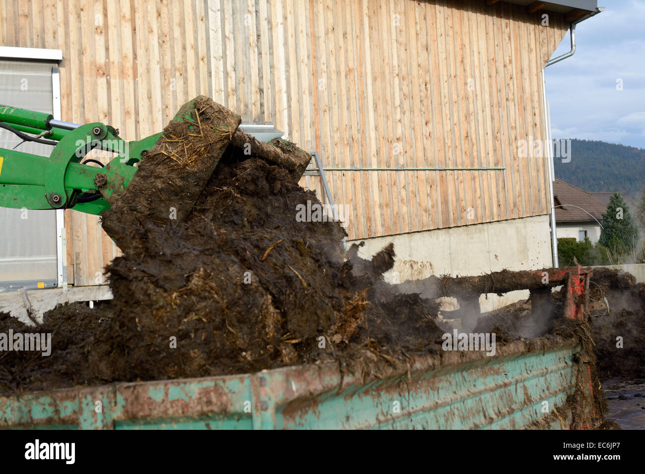 Manure is loaded with tractor in manure spreader Stock Photo Alamy