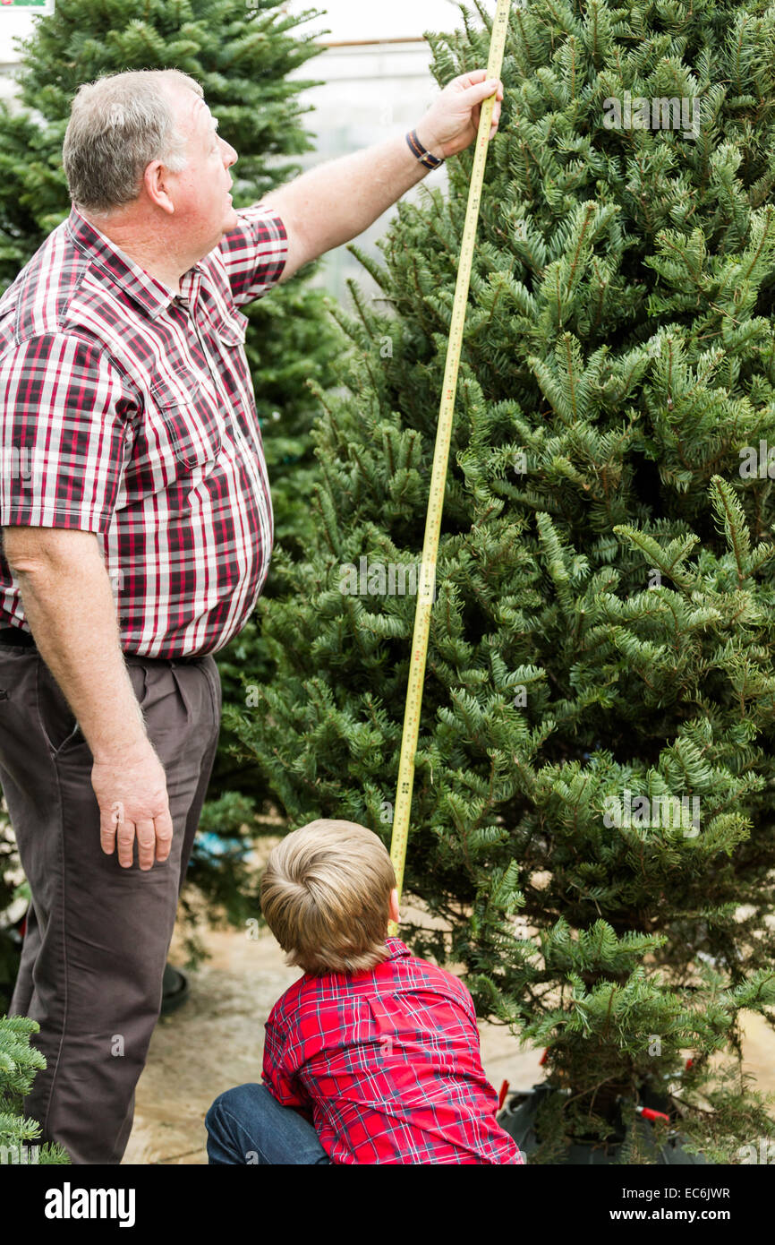 Family selecting a tree for Christmas at the Christmas tree farm Stock ...