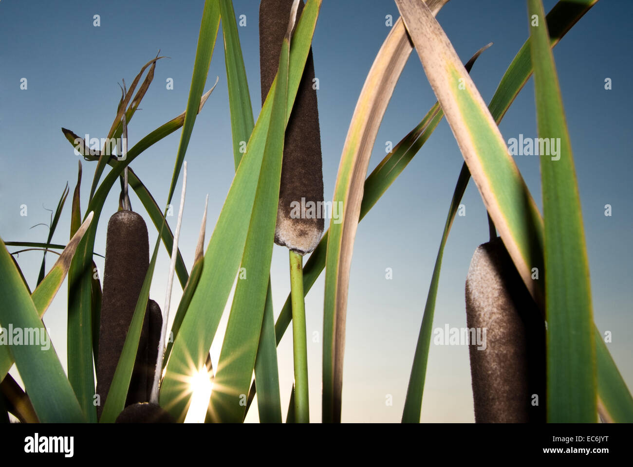 Bamboo reeds hi-res stock photography and images - Alamy
