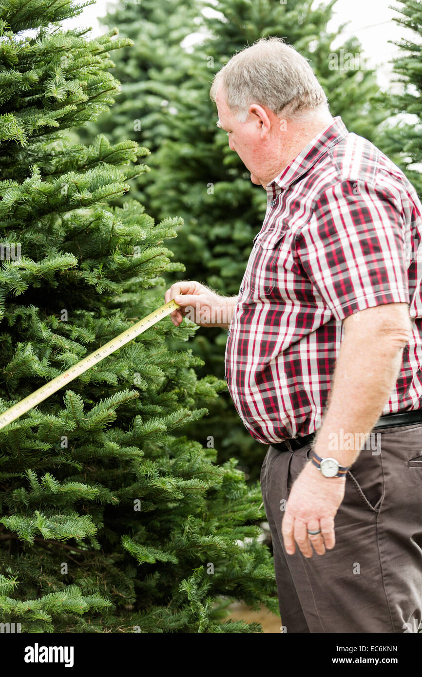 Family selecting a tree for Christmas at the Christmas tree farm Stock Photo Alamy