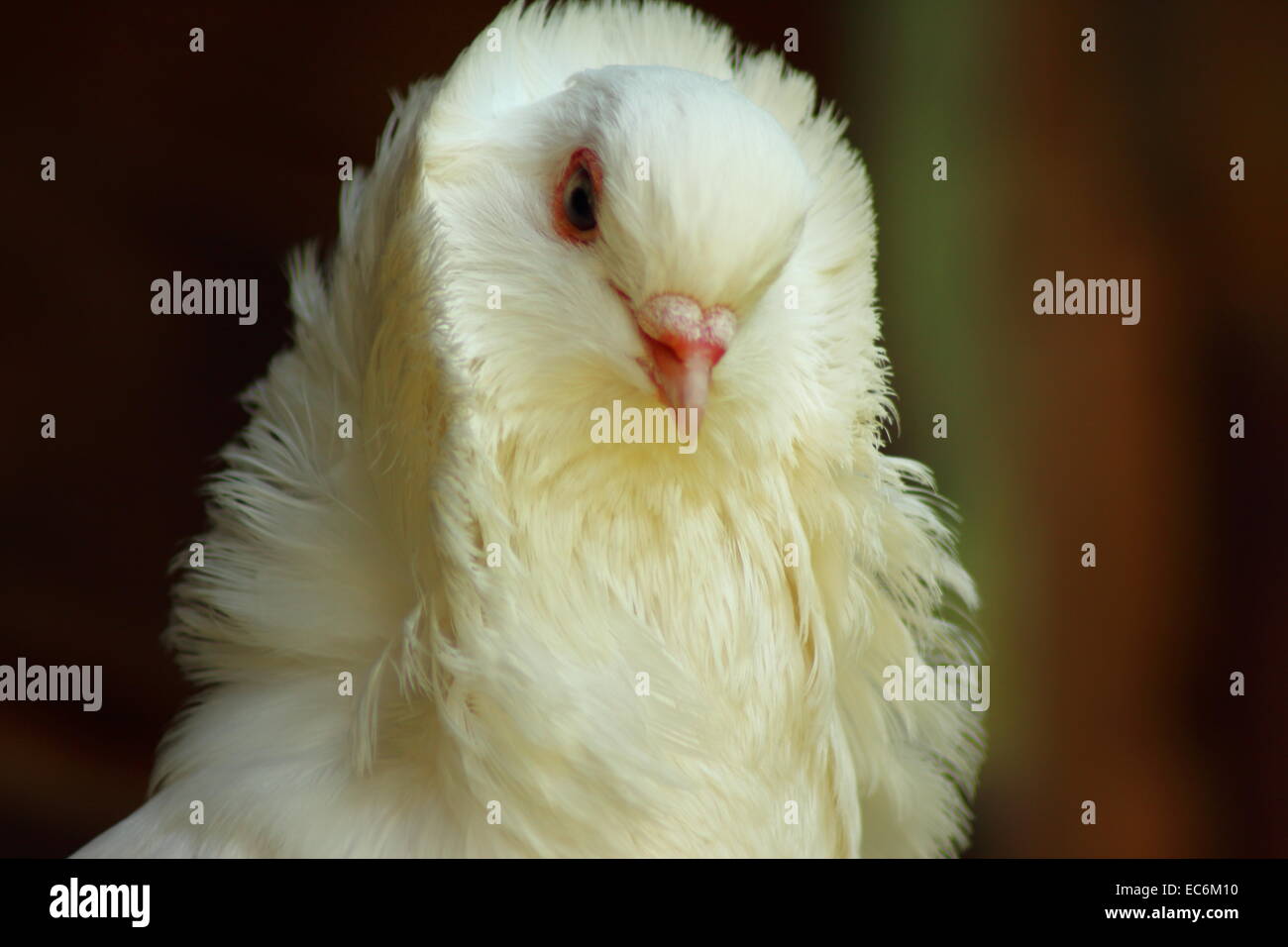 White Pigeon close up view Stock Photo