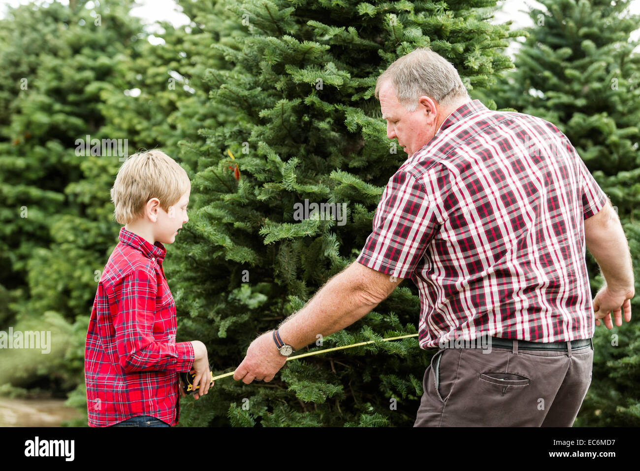 Family selecting a tree for Christmas at the Christmas tree farm Stock Photo Alamy