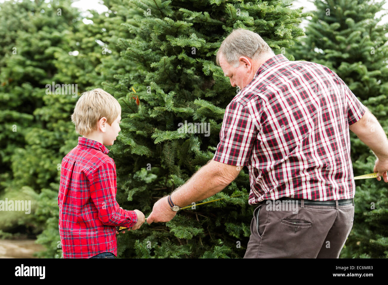 Family selecting a tree for Christmas at the Christmas tree farm Stock ...