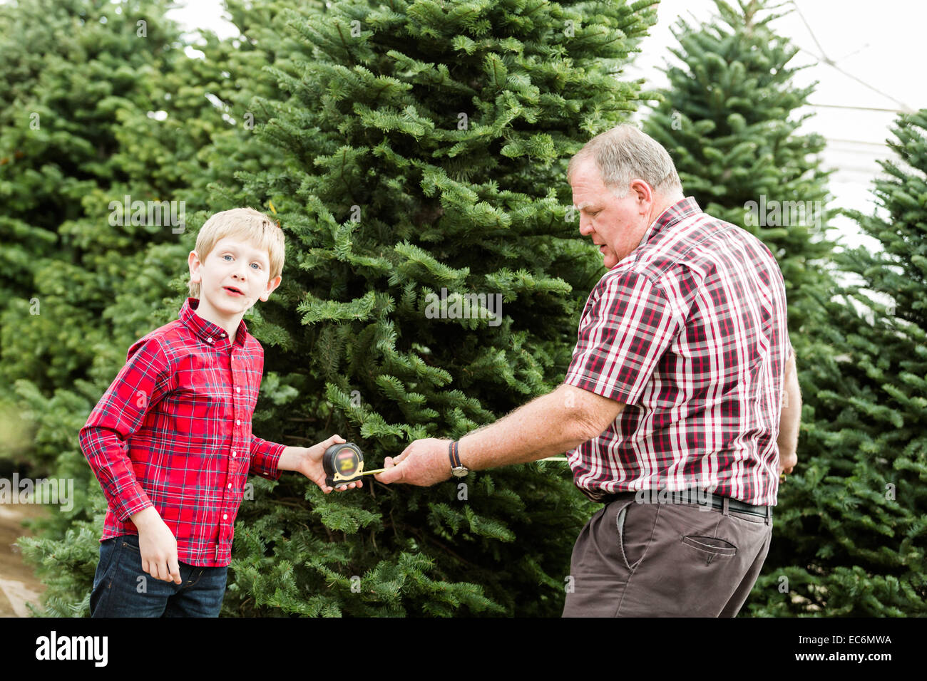 Family selecting a tree for Christmas at the Christmas tree farm Stock ...