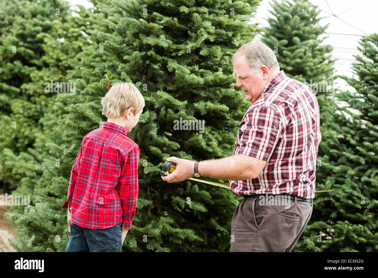 Family selecting a tree for Christmas at the Christmas tree farm Stock Photo Alamy