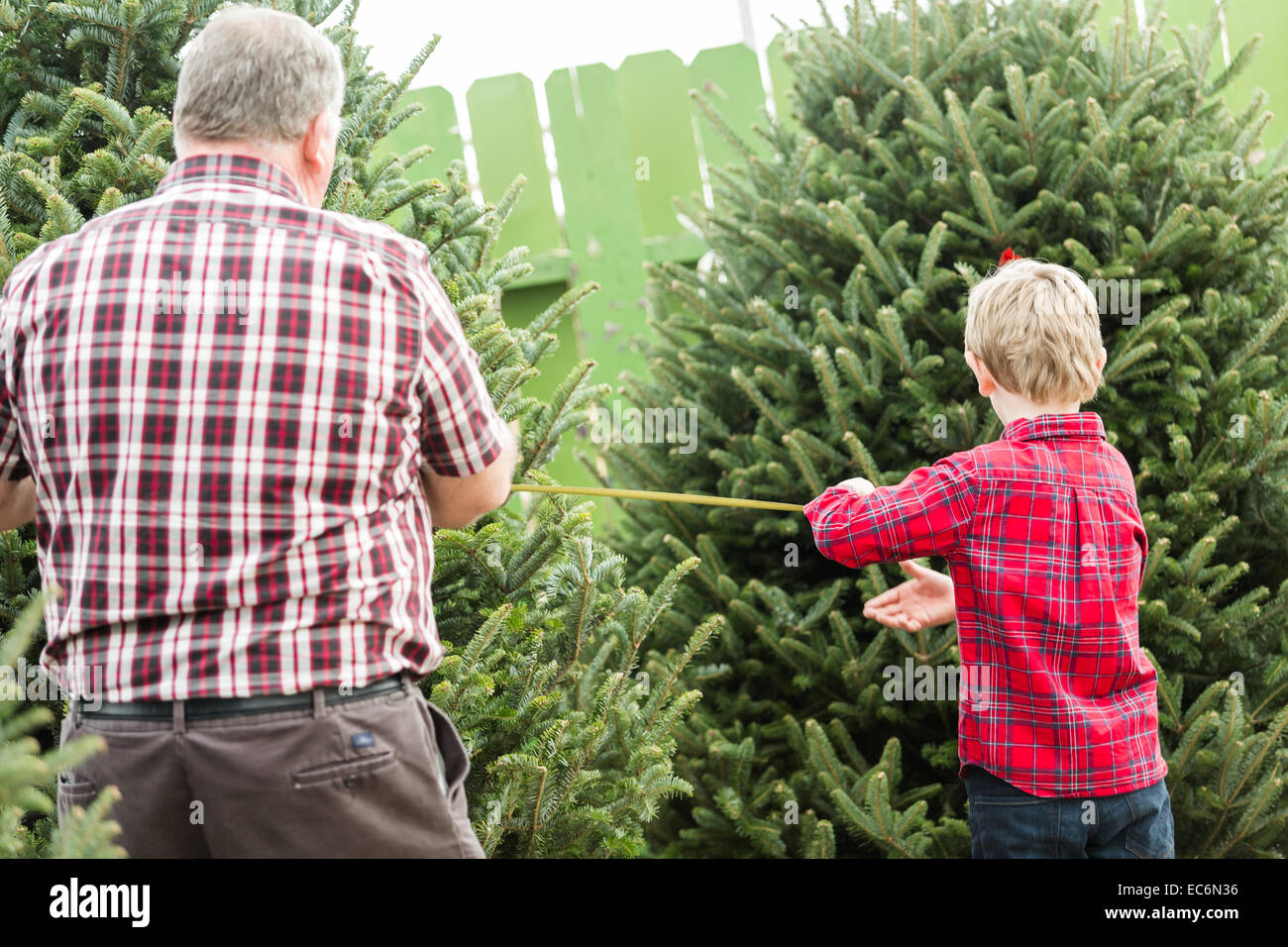 Family selecting a tree for Christmas at the Christmas tree farm Stock ...