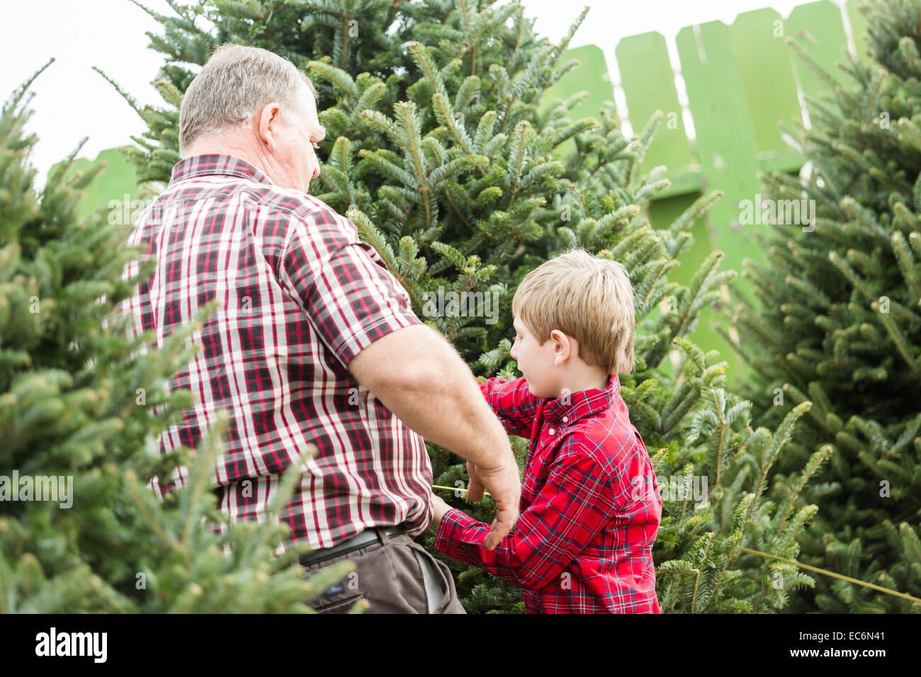 Family selecting a tree for Christmas at the Christmas tree farm Stock Photo Alamy
