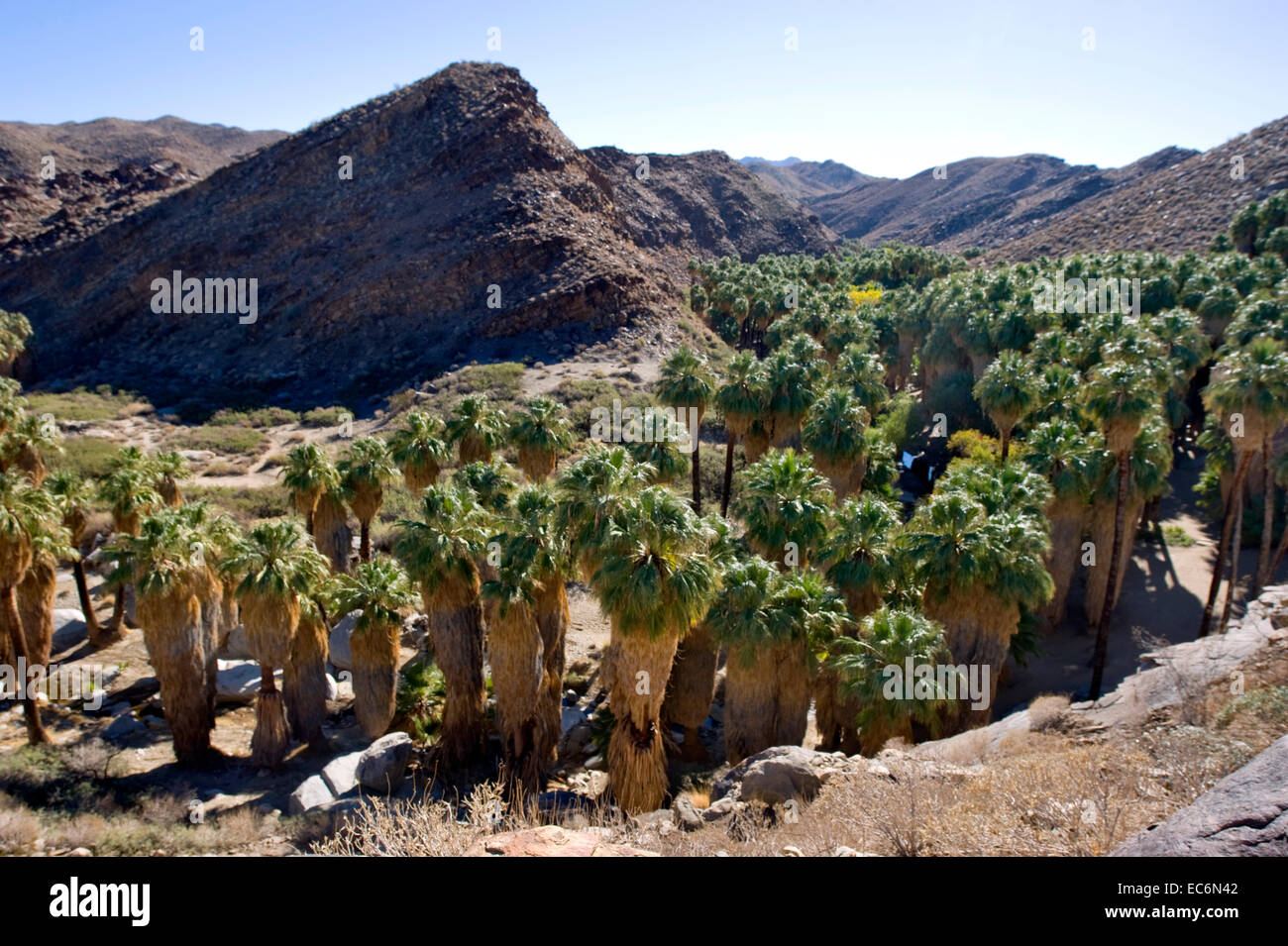 Indian Canyons in Palm Springs, California Stock Photo