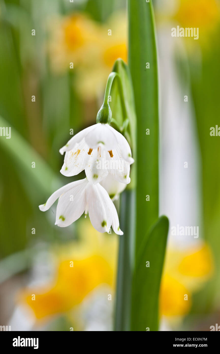 Blooming snowdrops Stock Photo