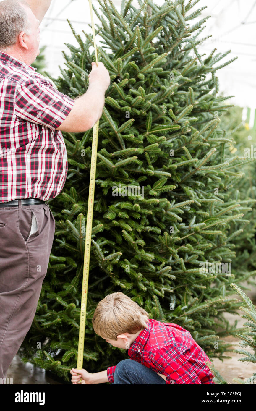 Family selecting a tree for Christmas at the Christmas tree farm Stock Photo Alamy