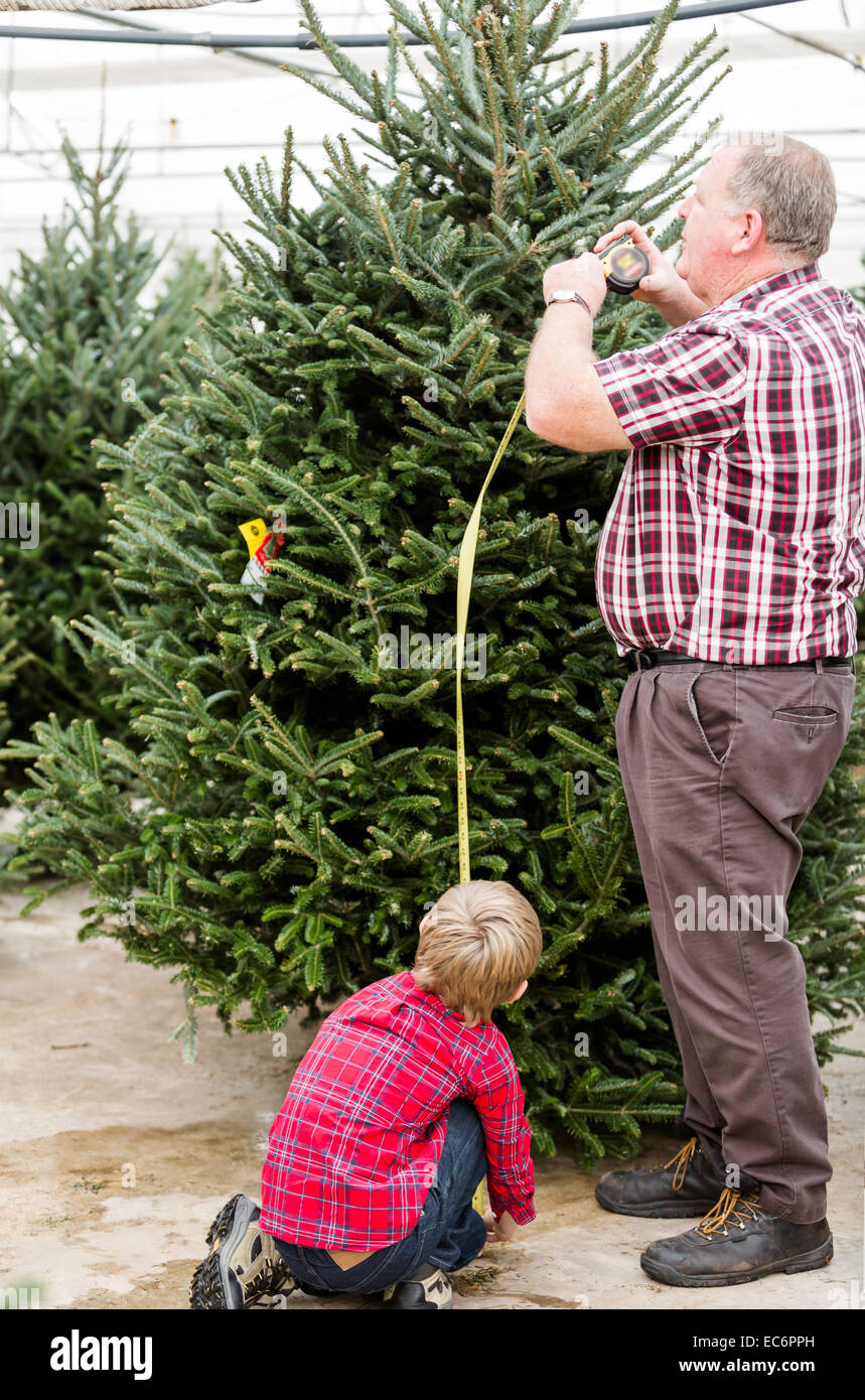 Family selecting a tree for Christmas at the Christmas tree farm Stock ...