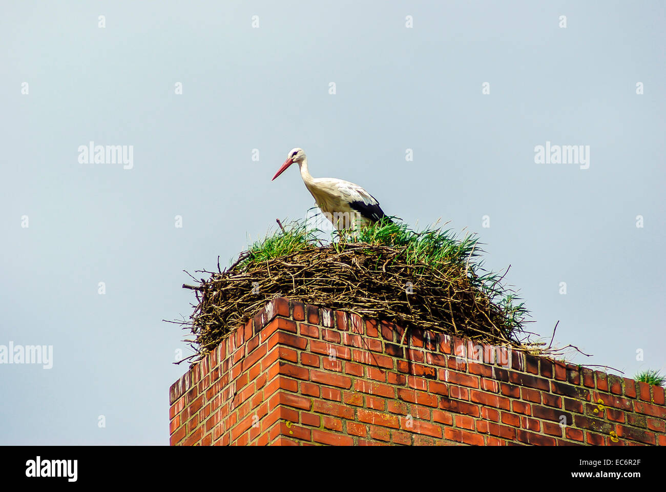 Birds Stork Stock Photo