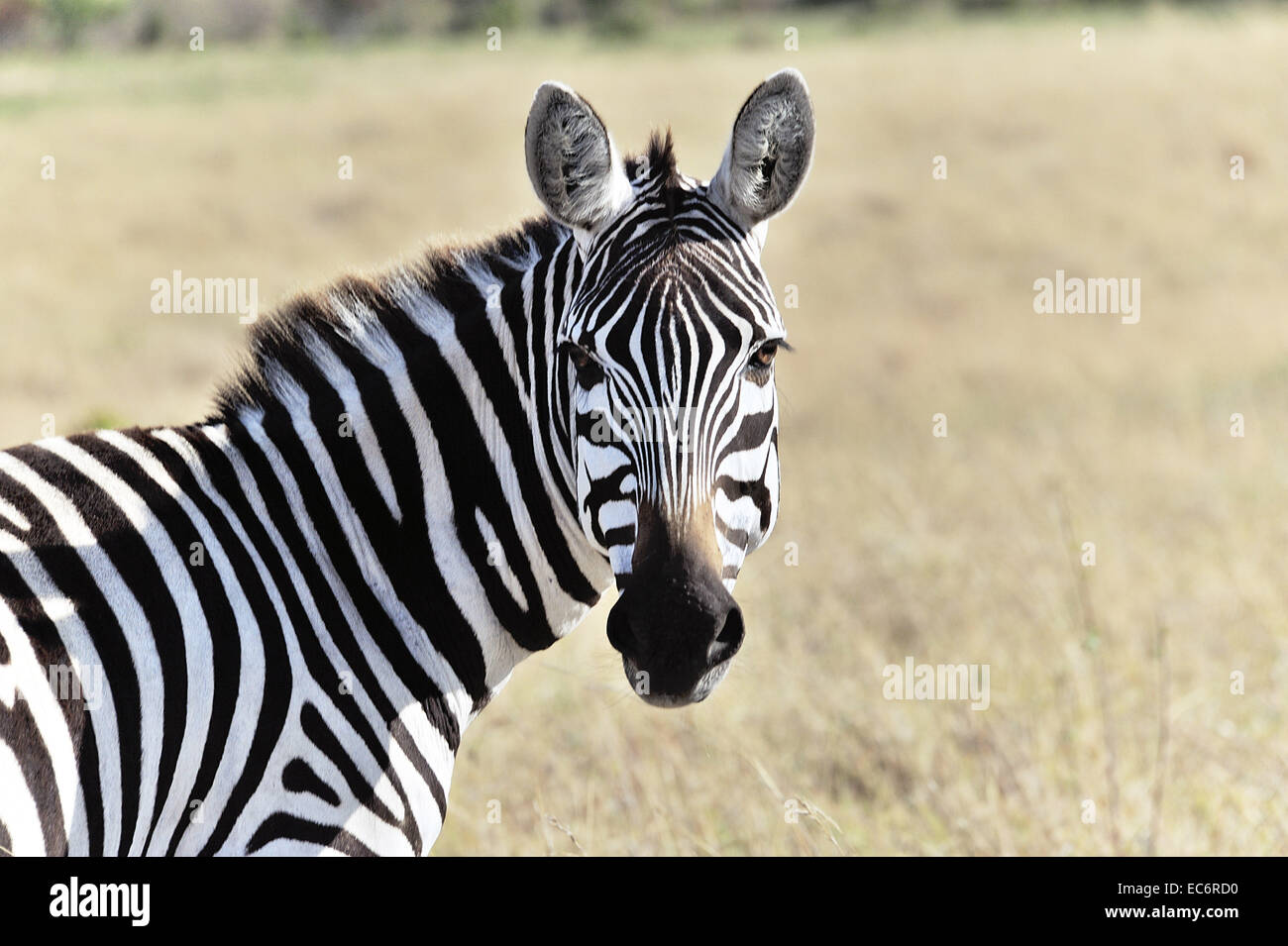 Portrait of a Zebra Stock Photo - Alamy