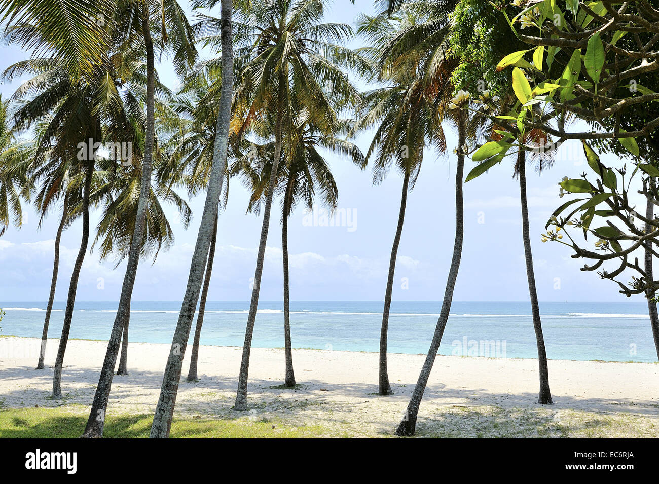 A Beach like a Dream, sandy beach, beautiful sea and palm trees Stock Photo