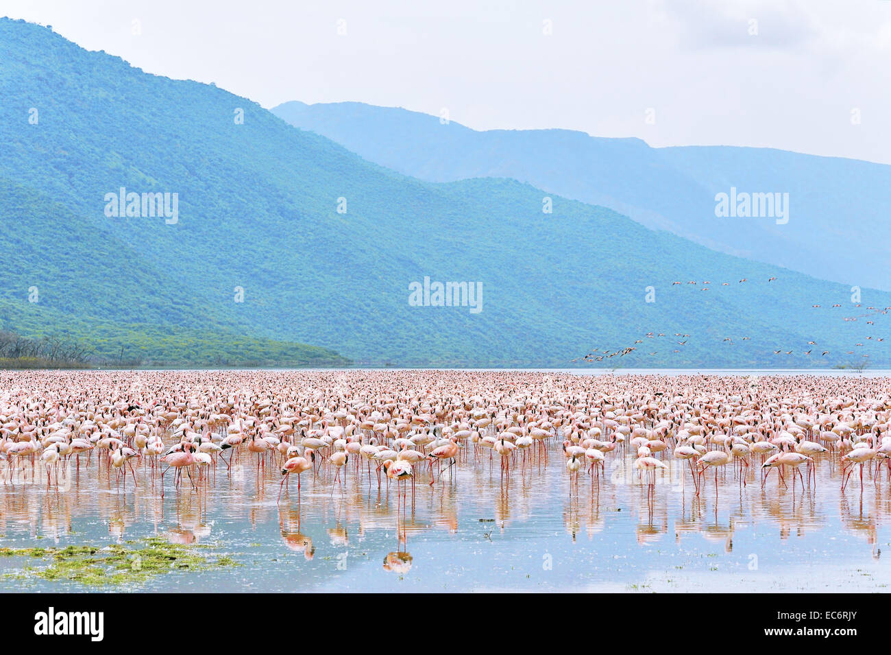 Thousands of Flamingos assemble at the salty lakes of Great Rift Valley