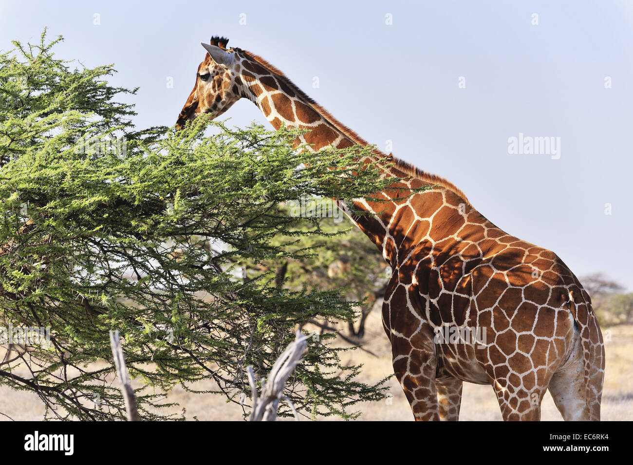 Giraffe eating leaves from an acacia tree Stock Photo