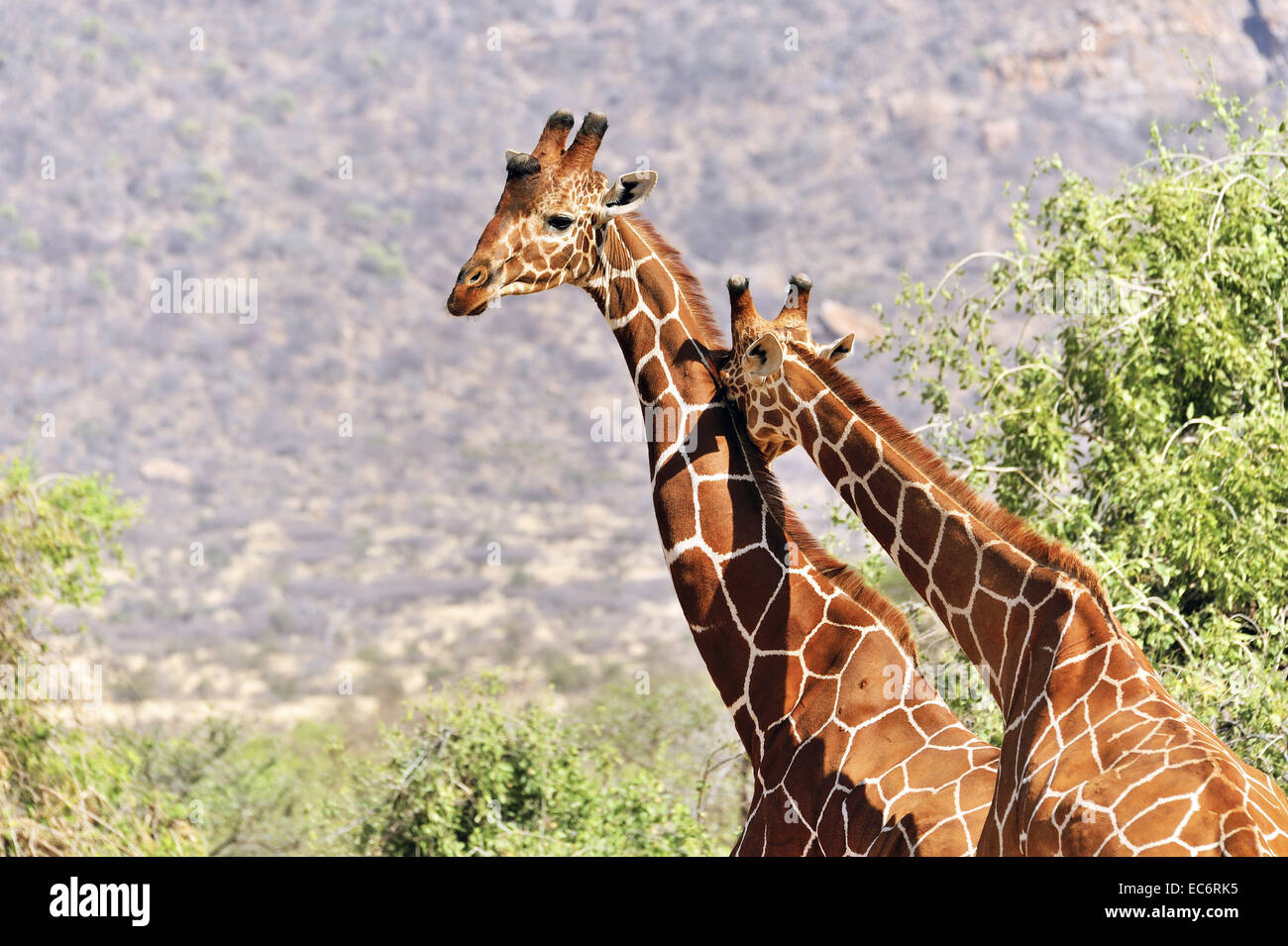 Giraffes showing their affection Stock Photo